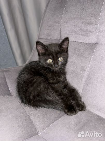 Кошка котенок черная