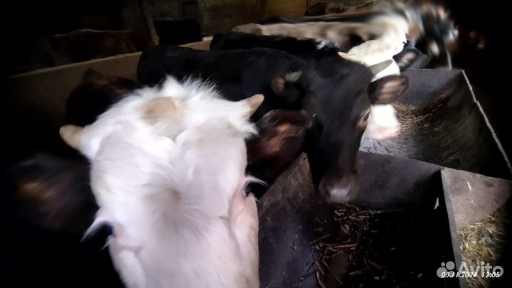 Первый это бычок, две другие телки