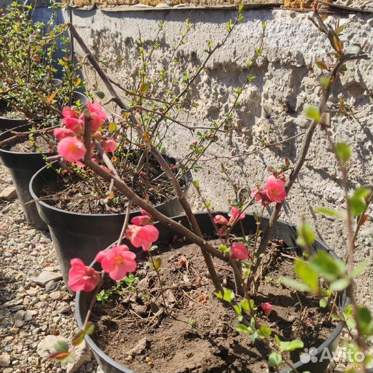 Хеномелес японская айва