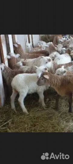 Катумские овцы