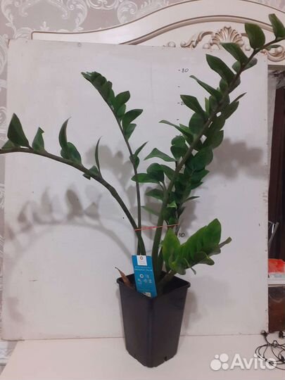 Замиокулькас