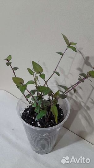 Комнатные растения