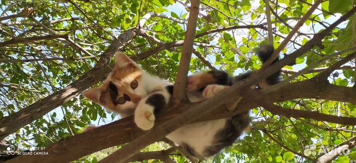 Кошки в добрые руки бесплатно