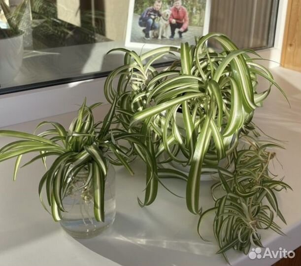 Хлорофитум