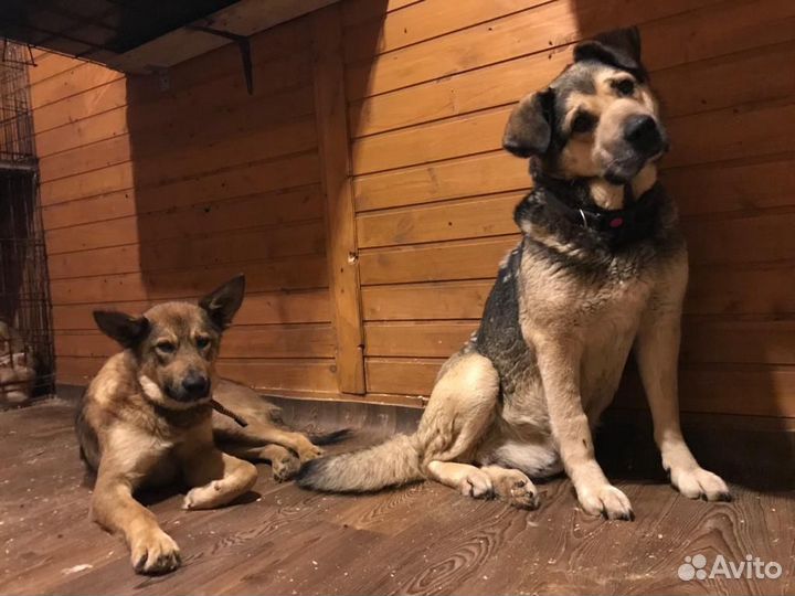 Мамба-собака из приюта. Друг и охранник