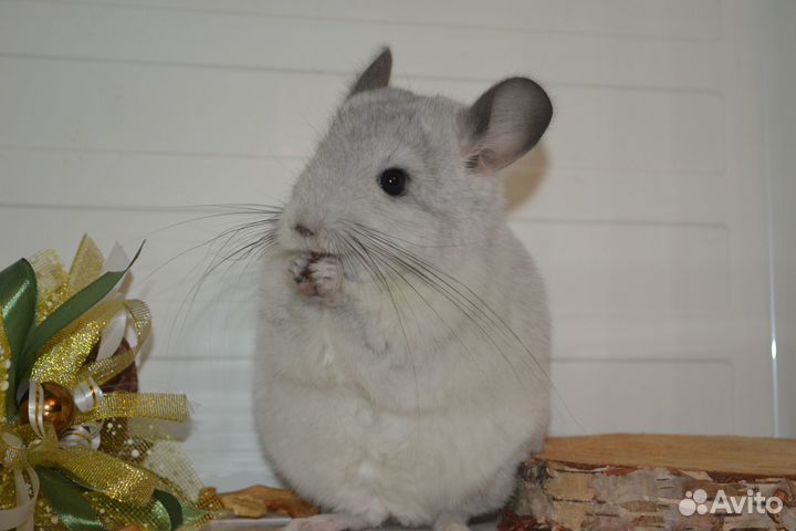 Шиншиллы носители ангоры девочки