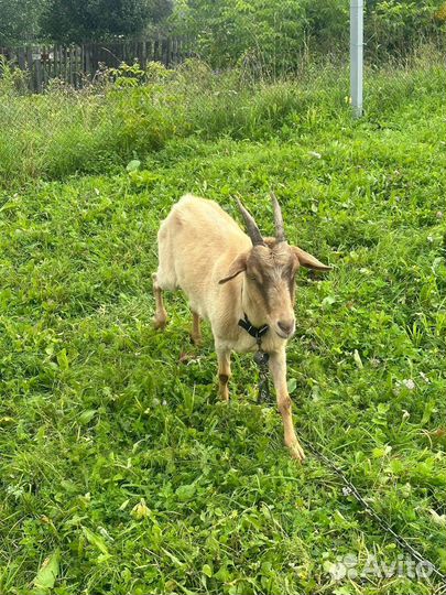 Коза дойная