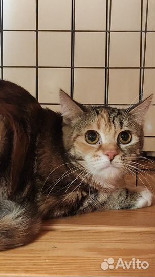 Спасенные кошки Профессора