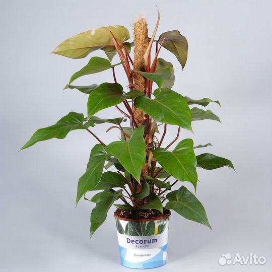 Филодендрон краснеющий