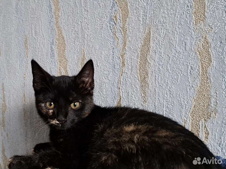 Симпатичная черепашка, 3 мес