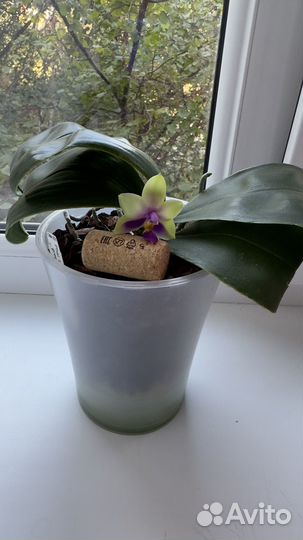 Орхидея Bellina Coerulea green