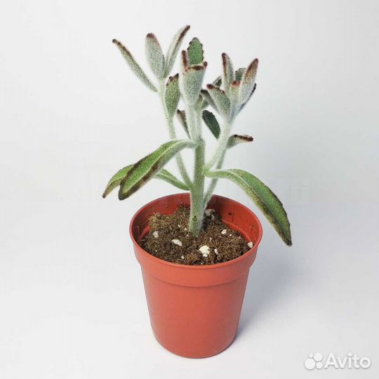 Каланхоэ Войлочное