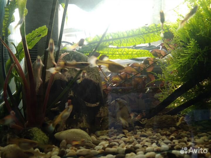 Растения для аквариума, рыбки