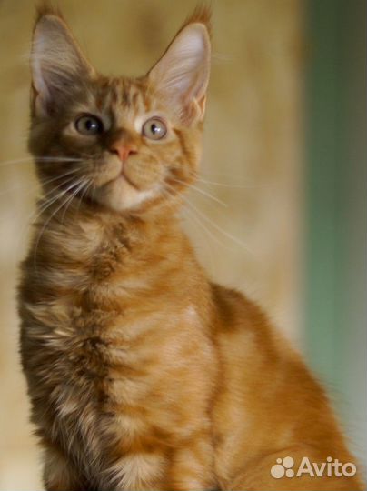 Maine-coon котята гиганты девочки (питомник)