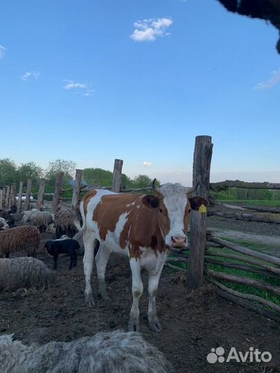 Коровы телки бычки