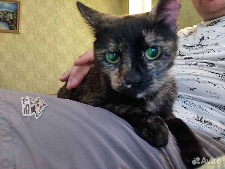 Кошка ищет дом бесплатно в дар