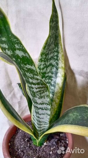 Сансевиерия