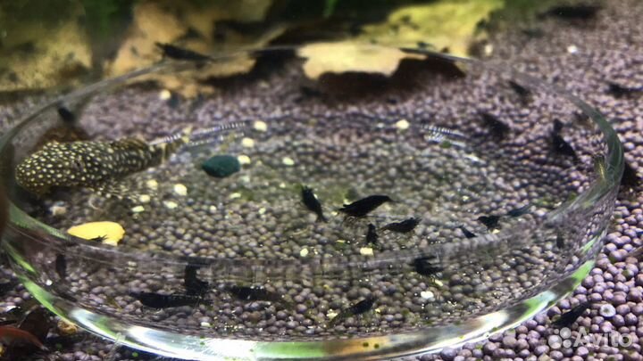 Креветки «Каредины и неокаредины»,теодоскусы