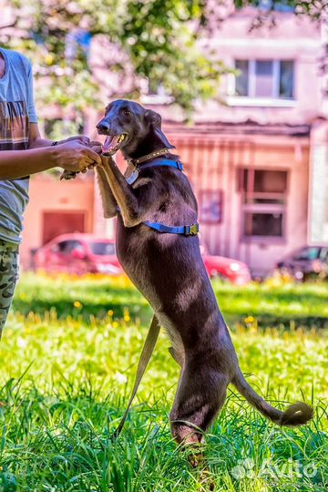 Собака в добрые руки