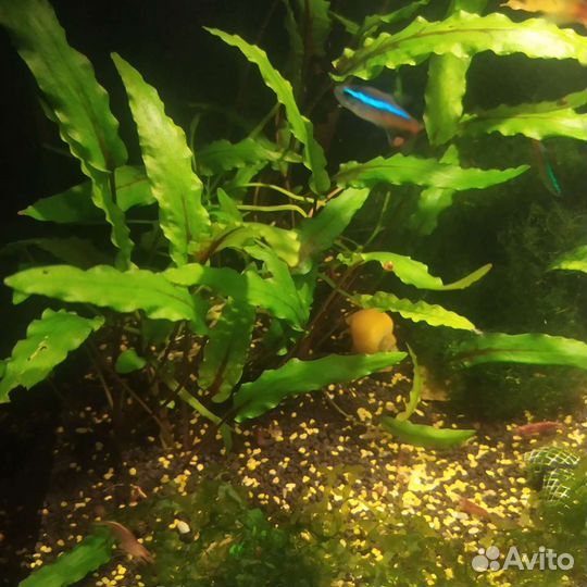Аквариумные рыбки, мотыль, аулофорус, креветки
