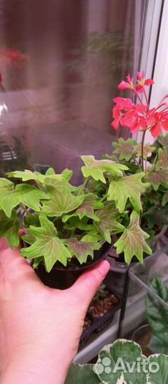 Пеларгония герань