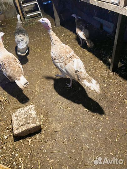 Индюки, индюшки