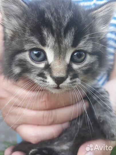 Котодети в добрые ручки