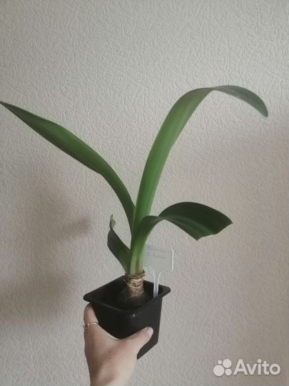 Гиппиаструм