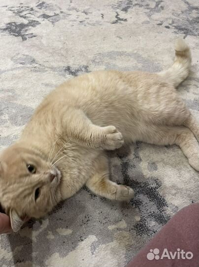 Найдена кошка