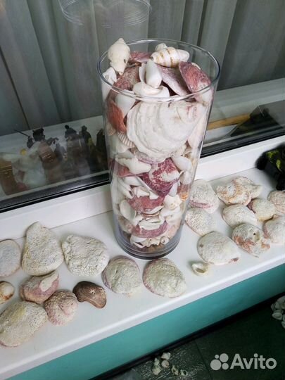 Ракушки Средиземноморские и аравийские