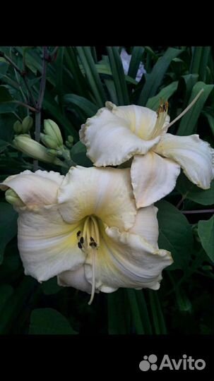 Лилейники сортовые