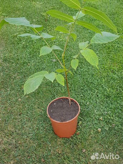 Маньчжурский орех