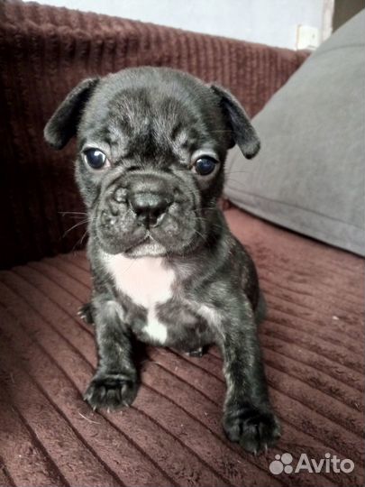 Французский бульдог щенки
