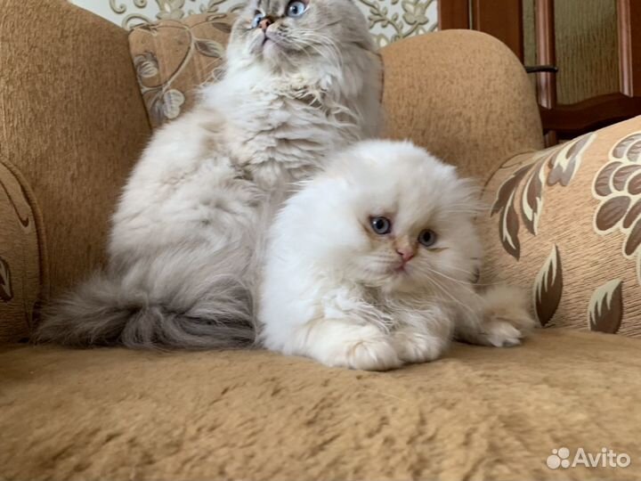 Хайленд фолды, хайленд страйты