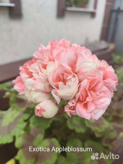 Пеларгония Эпплблоссум Экзотика