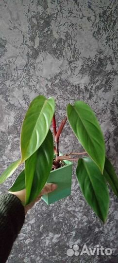 Замиокулькас