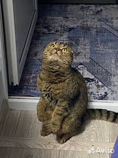 Отдам кота в добрые руки