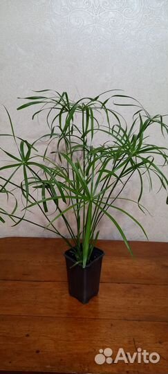 Циперус (Папирус)