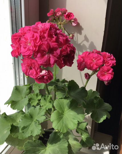 Пеларгония герань сортовая