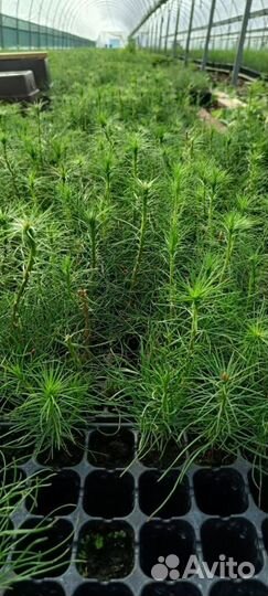 Саженцы сосны обыкновенной зкс опт