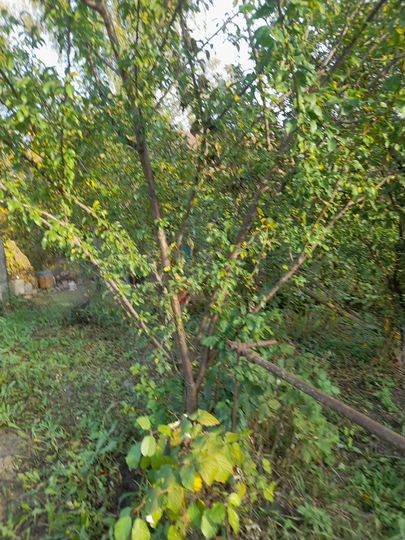 Участок 6 сот. (СНТ, ДНП)