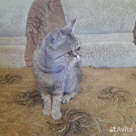 Отдам в добрые руки очень добрую кошку