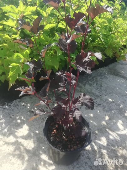 Растения для сада