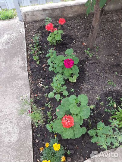 Цветы герани и толстянки