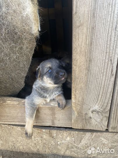 Щенки в добрые руки