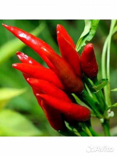 Рассада острого перца