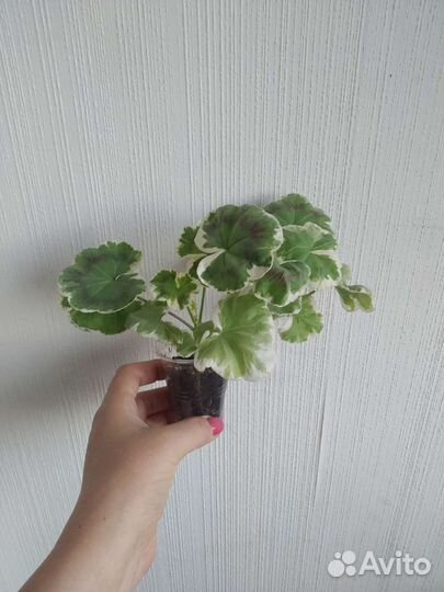 Пеларгония герань