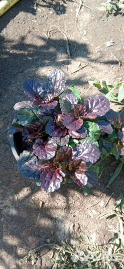 Живучка ползучая