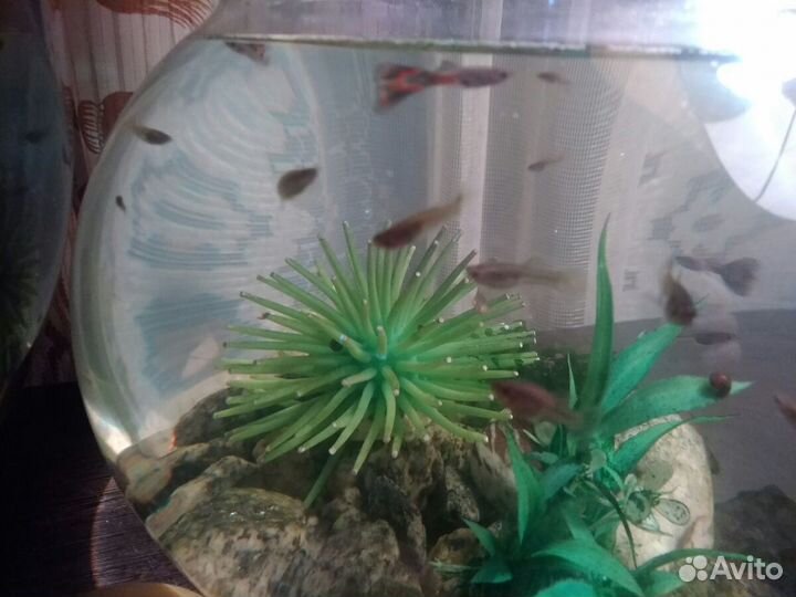 Рыбки гуппи молодежь