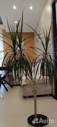 Пальма драцена